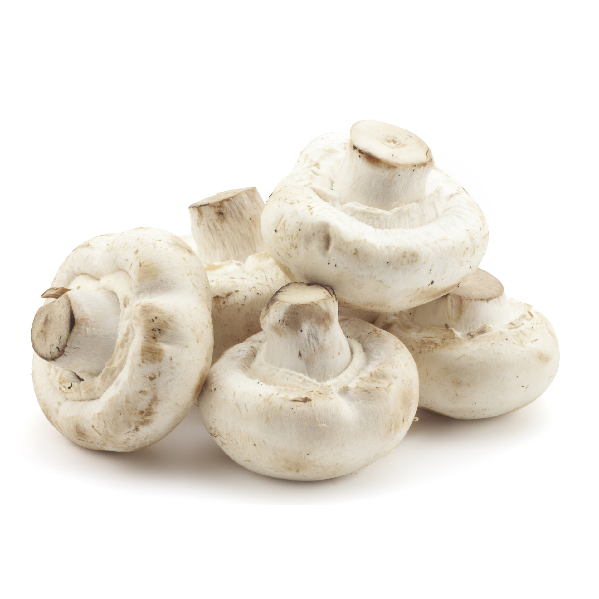 Button mushroom - High quality