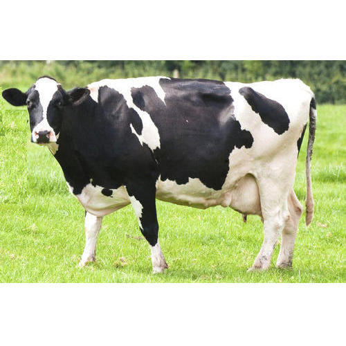 Holstein Friesian Cows and Heifers averaging 8100kg