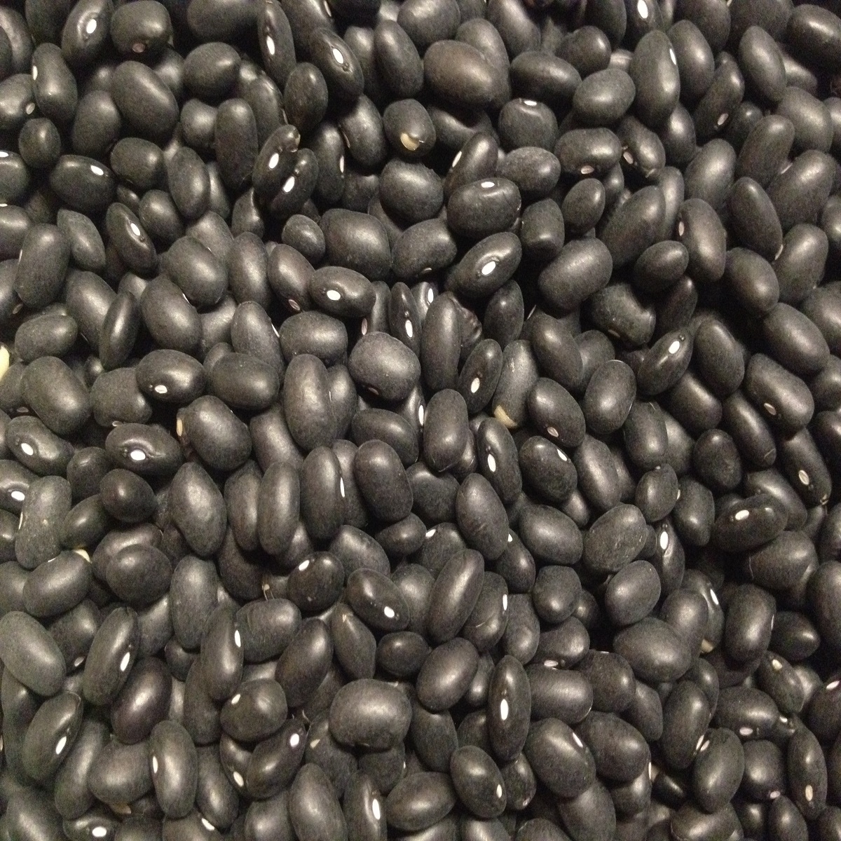 Green Mung Beans / Green Gram /Moong Dal / Vigna Beans (Red Ruby)