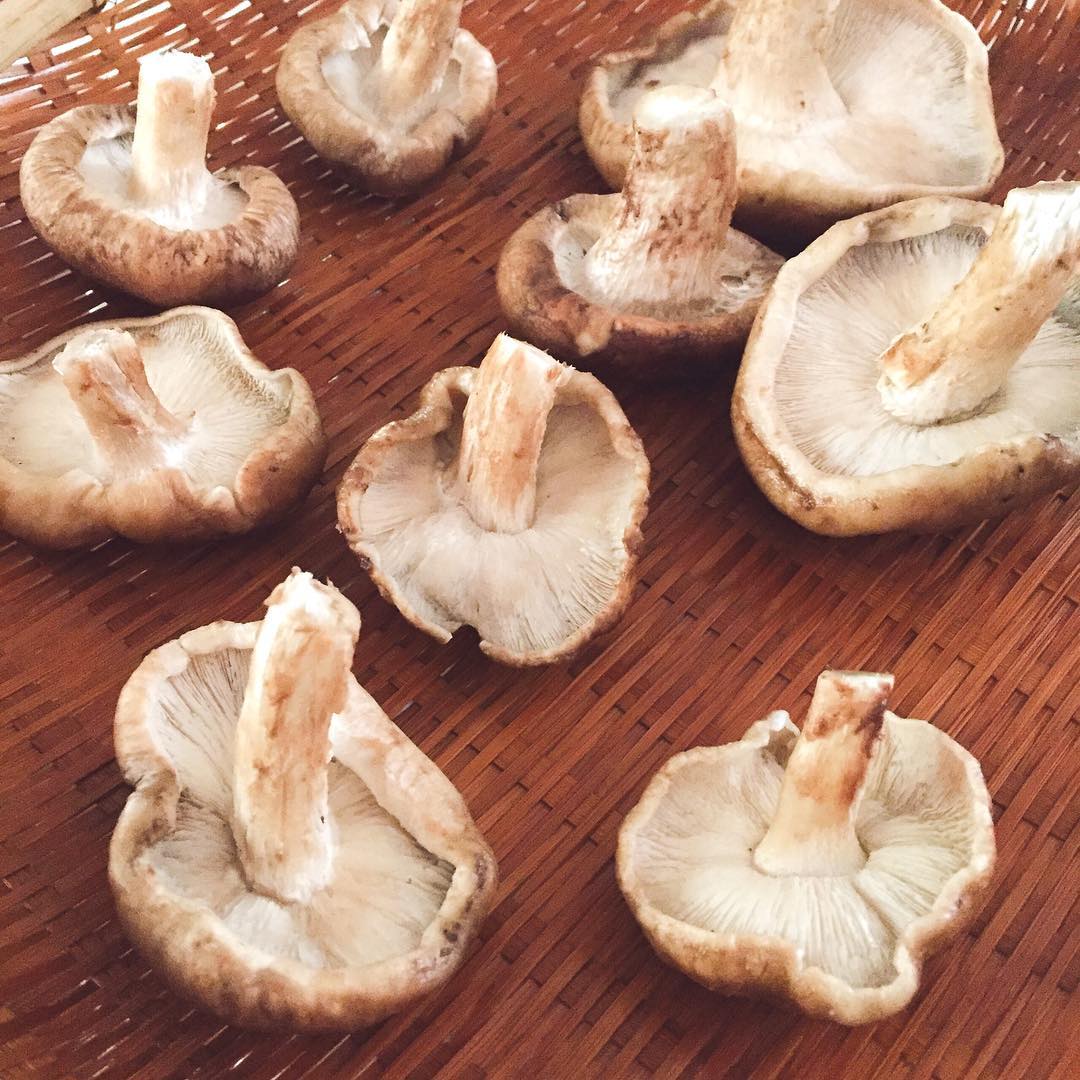 Wild Natural Healty IQF Porcini Mushroom / dried shiitake mushrooms