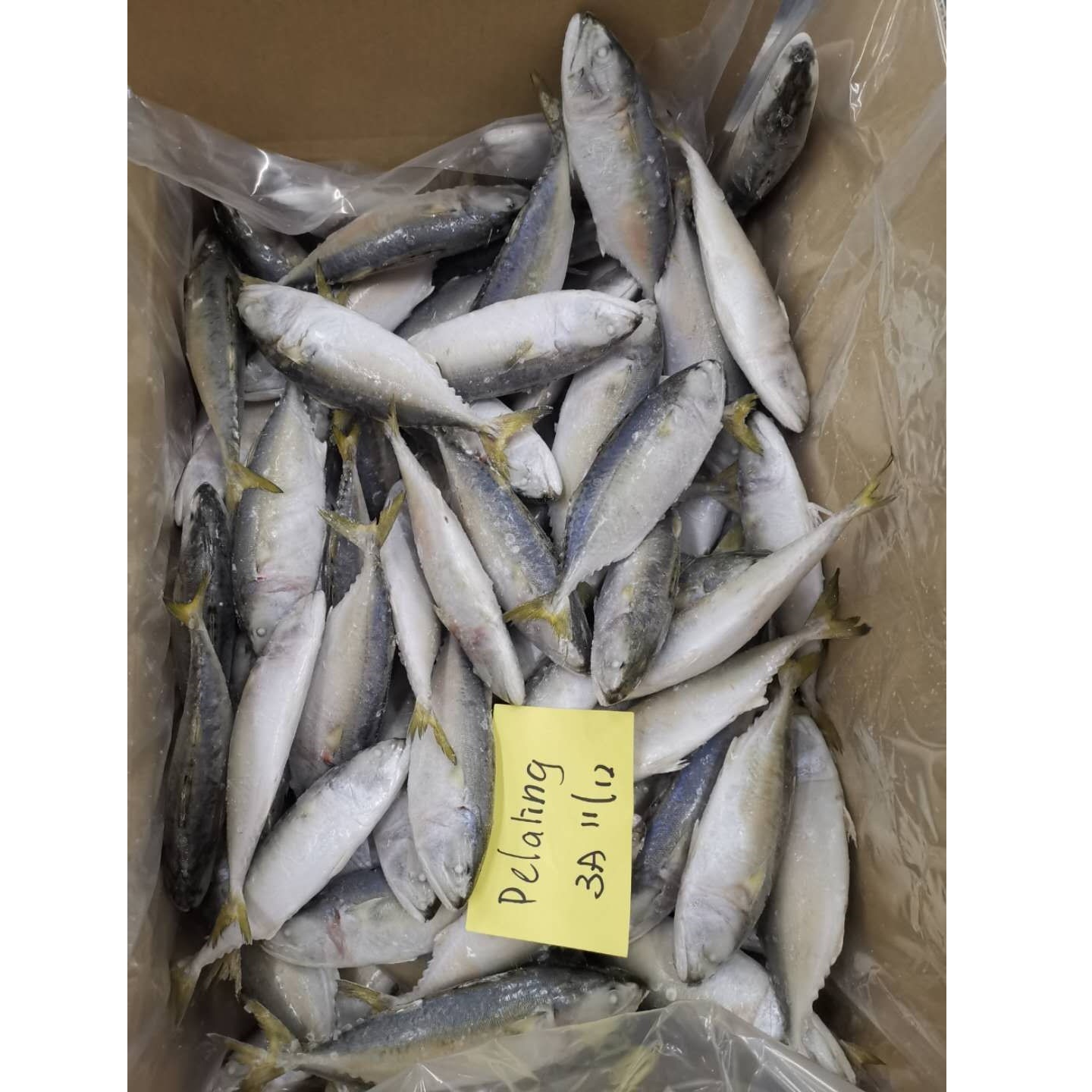 Замороженная цельная круглая короткотелая скумбрия, срок годности 24 месяца, для продажи из малайзии