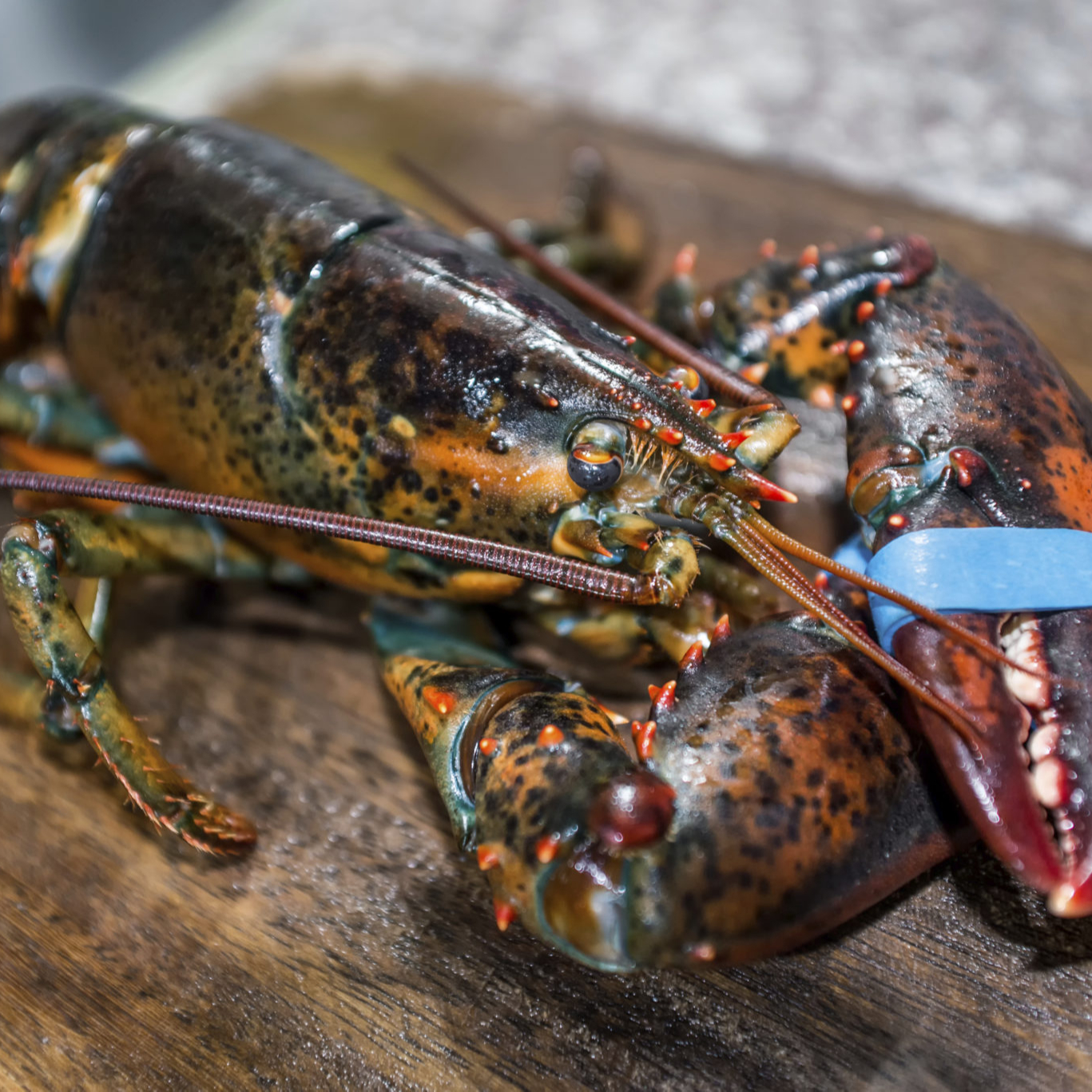 Living Lobster Premium Quality Wholesale Live Crayfish