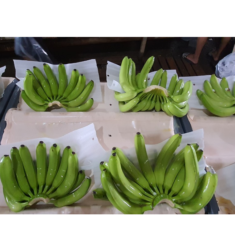 Fresh Cavendish Banana from Vietnam High Quality Wholesale suppliers