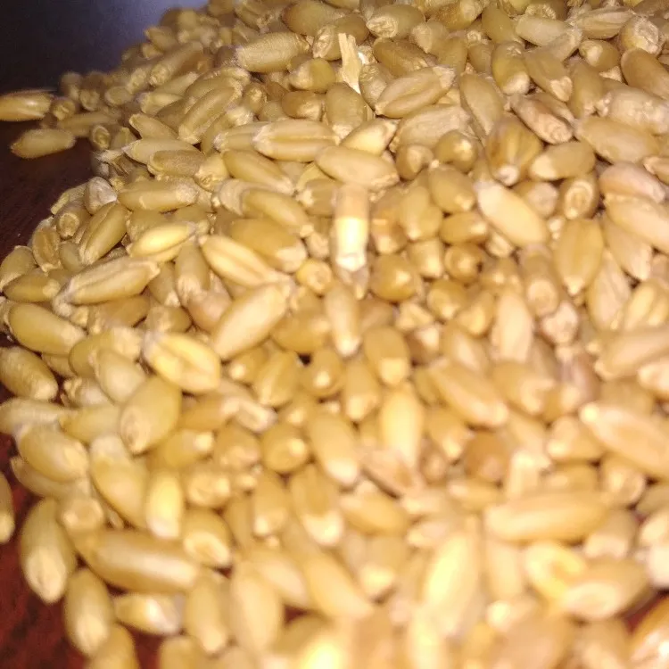 Dried Style Whole Wheat Grain Origin India