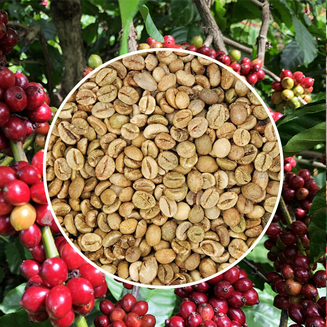 UNWASHED ROBUSTA GRADE 1 SCR 18 CLEAN Green Coffee Beans