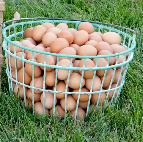 LOW PRICE ORGANIC TABLE EGGS FOR SALE