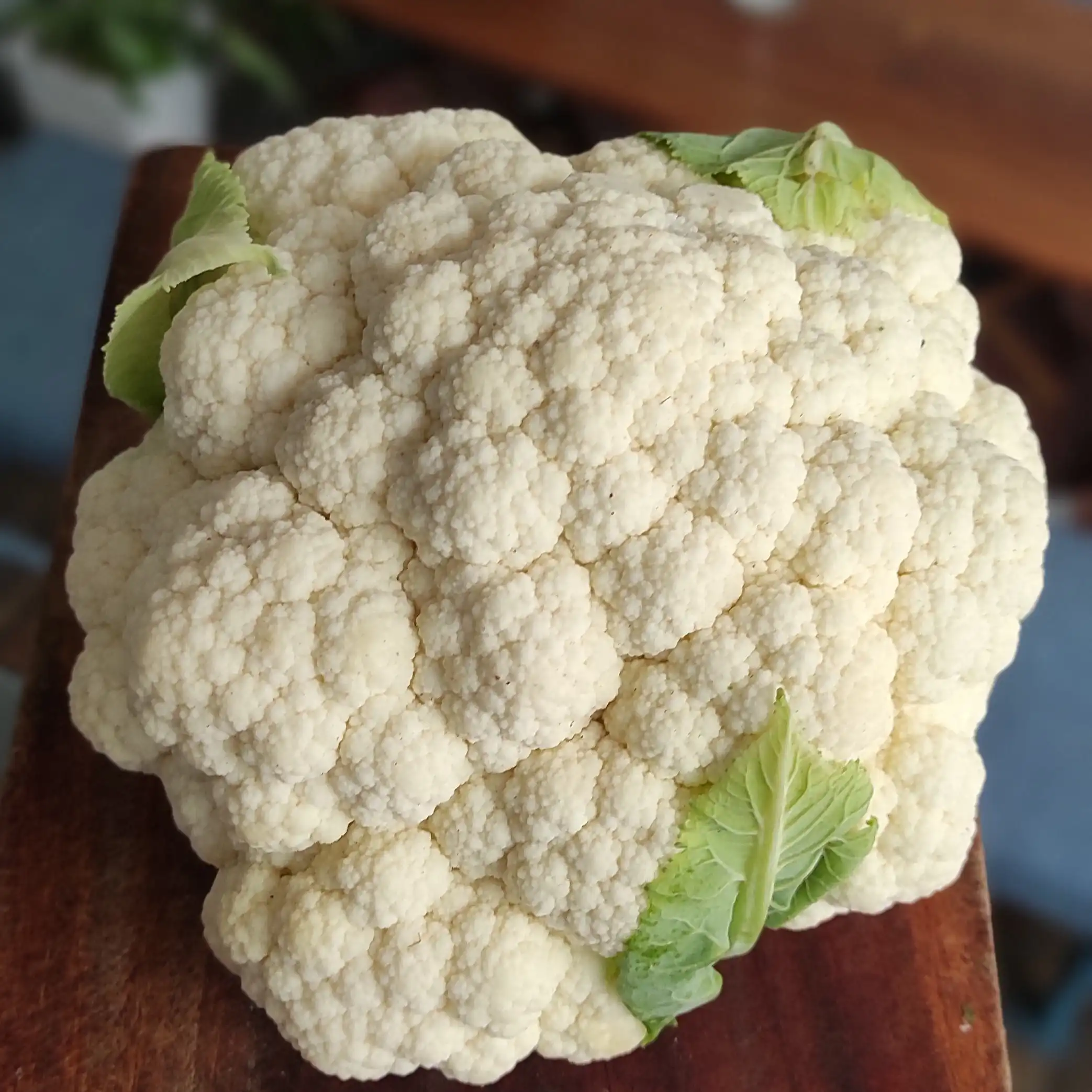 VIETNAMESE FRESH CAULIFLOWER // WHATSAPP: THOMAS +84961478592