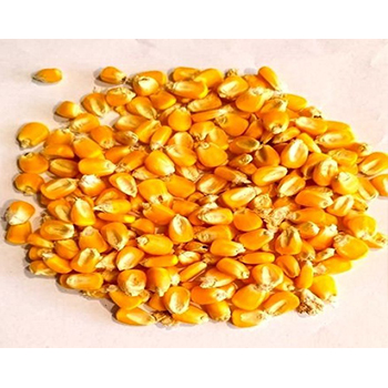 Natural Yellow Dried Maize/Corn
