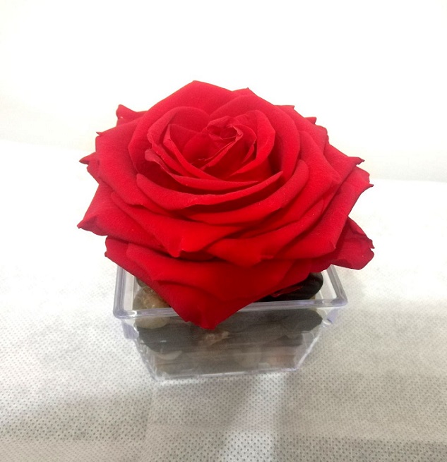 ROSAS PRESERVADAS