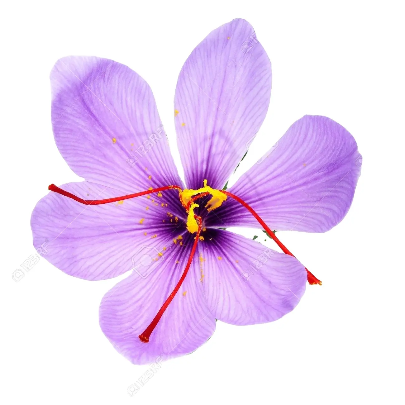 Finest Quality Mogra Saffron Full Cut Size At Best Price And With Certificate From Kashmir India