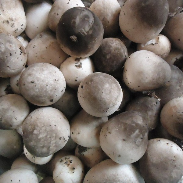 Dry shiitake mushroom