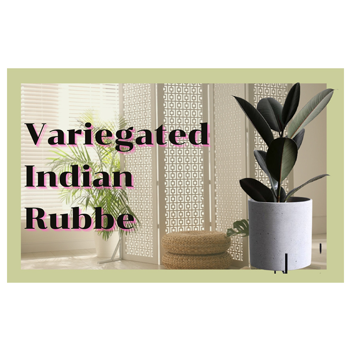 Natural Ficus Elastica Plants From Thailand