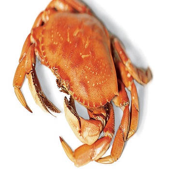 Fresh dungeness crab At Low Cost Price