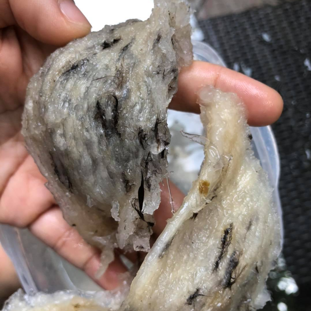 Premium Bird's Nest Product Nature Organic From Viet Nam For 100% Export