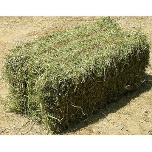 Alfalfa Hay & Oaten Hay & Timothy Hay