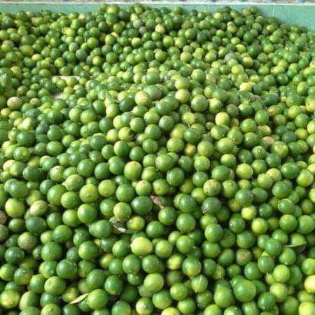 BIG SUPPLY SEEDLESS LEMON FOR UAE MARKET WITH GOOD PRICE