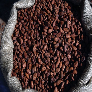 High Quality USA Cocoa Beans 100% Natural