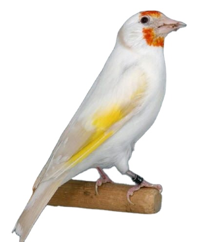 Любовь птицы Eumo Goldfinch
