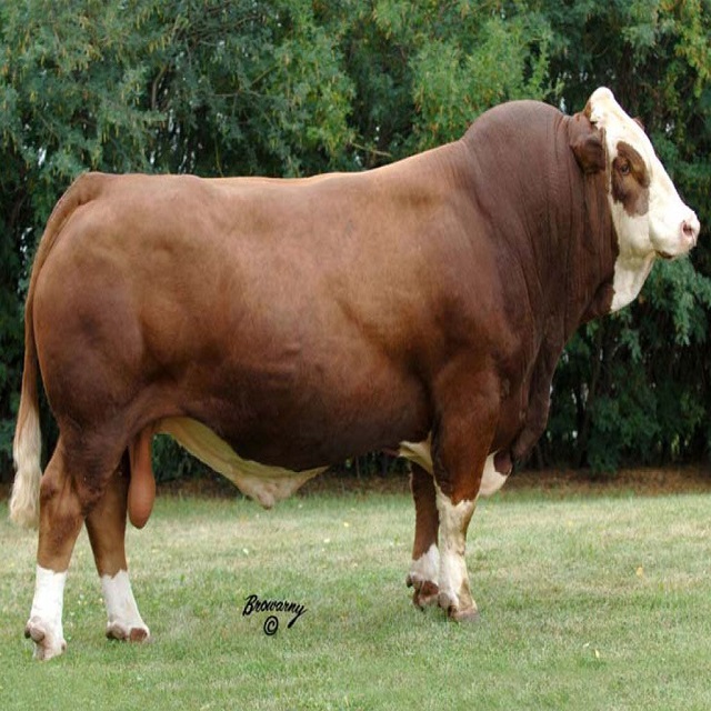 Живые молочные коровы и беременные хифферы Holstein корова/живые Boer козы/живые Овцы/Крупный рогатый скот