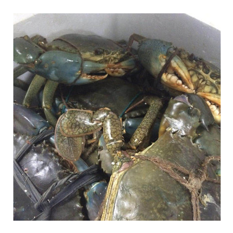 Crab, Fresh Frozen and Live Mud Crabs Red King Crabs Soft Shell Crabs , Blue Crab