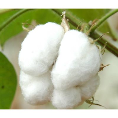 Продается сырой хлопок в тюках