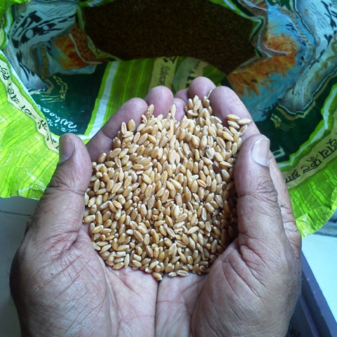 Wheat Grain,Soft ,Milling Wheat, Durum Wheat..