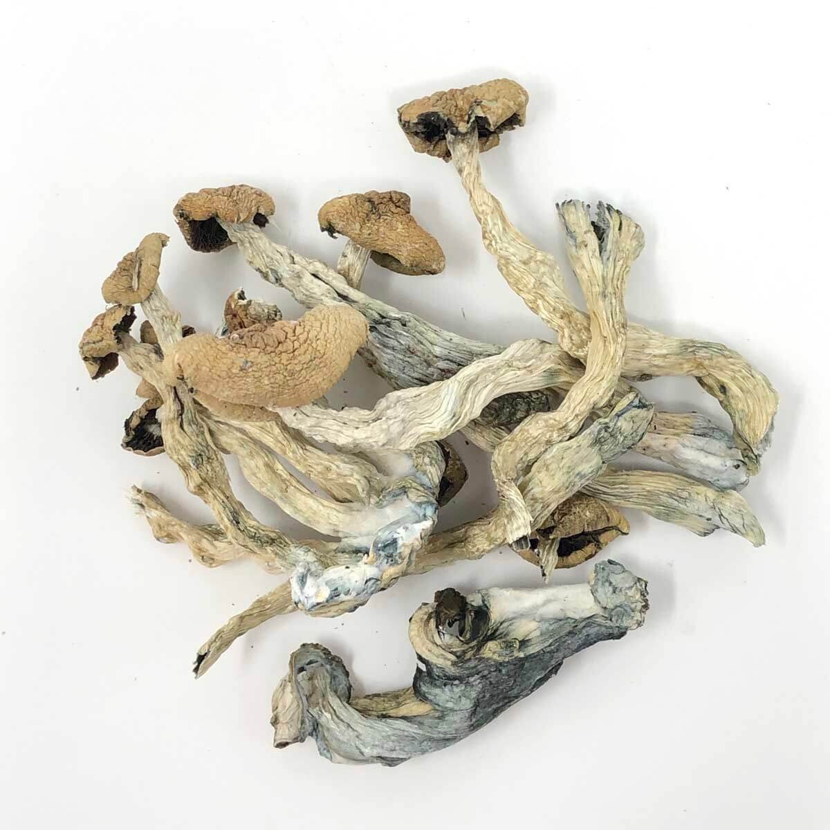 CUBENSIS волшебный гриб