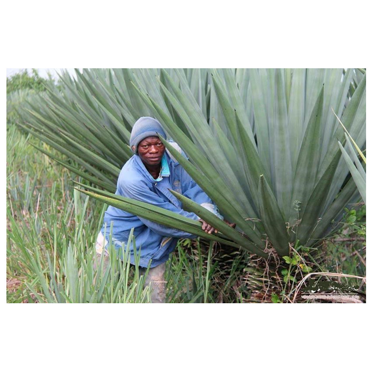 Natural hemp fiber in kenya