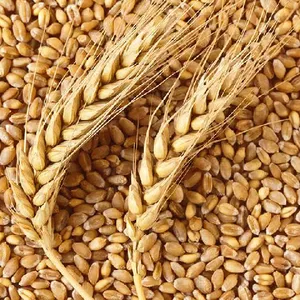 High Quality Wheat Seeds