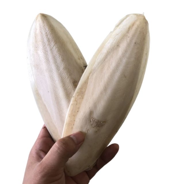 Raw Material with High Quality in Bulk Quantity from Vietnam - Dried Cuttlefish Bone or Dried Cuttlebone