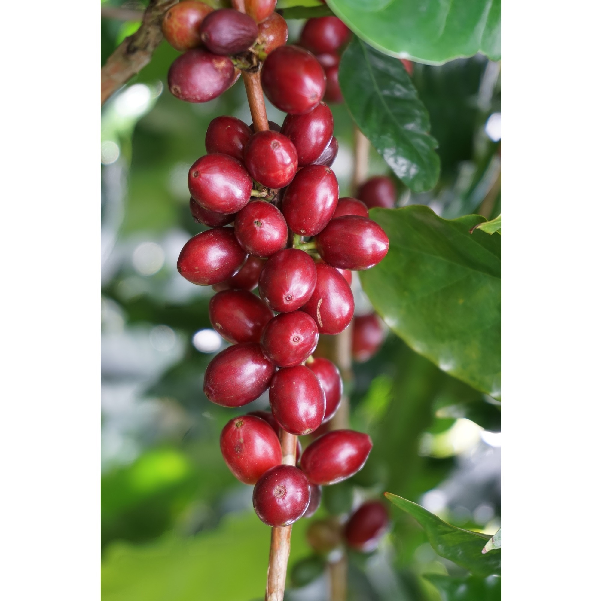 Лучшее производство КОФЕ Robusta, кофейные зерна с горьким вкусом, сертификация HACCP