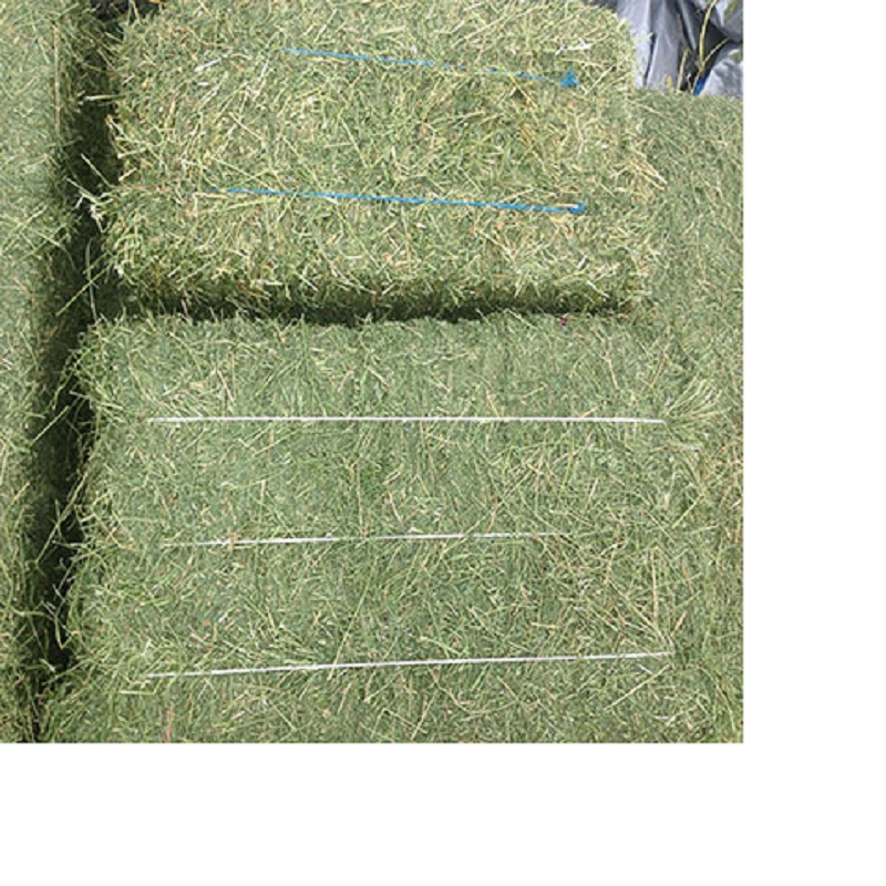 High Quality Alfalfa Hay/Timothy Hay