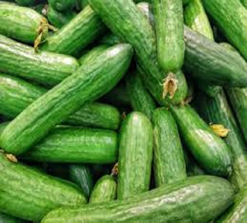 Product 100% Vegetables Green Fresh Cucumber For Sale Best Price From Belgium
