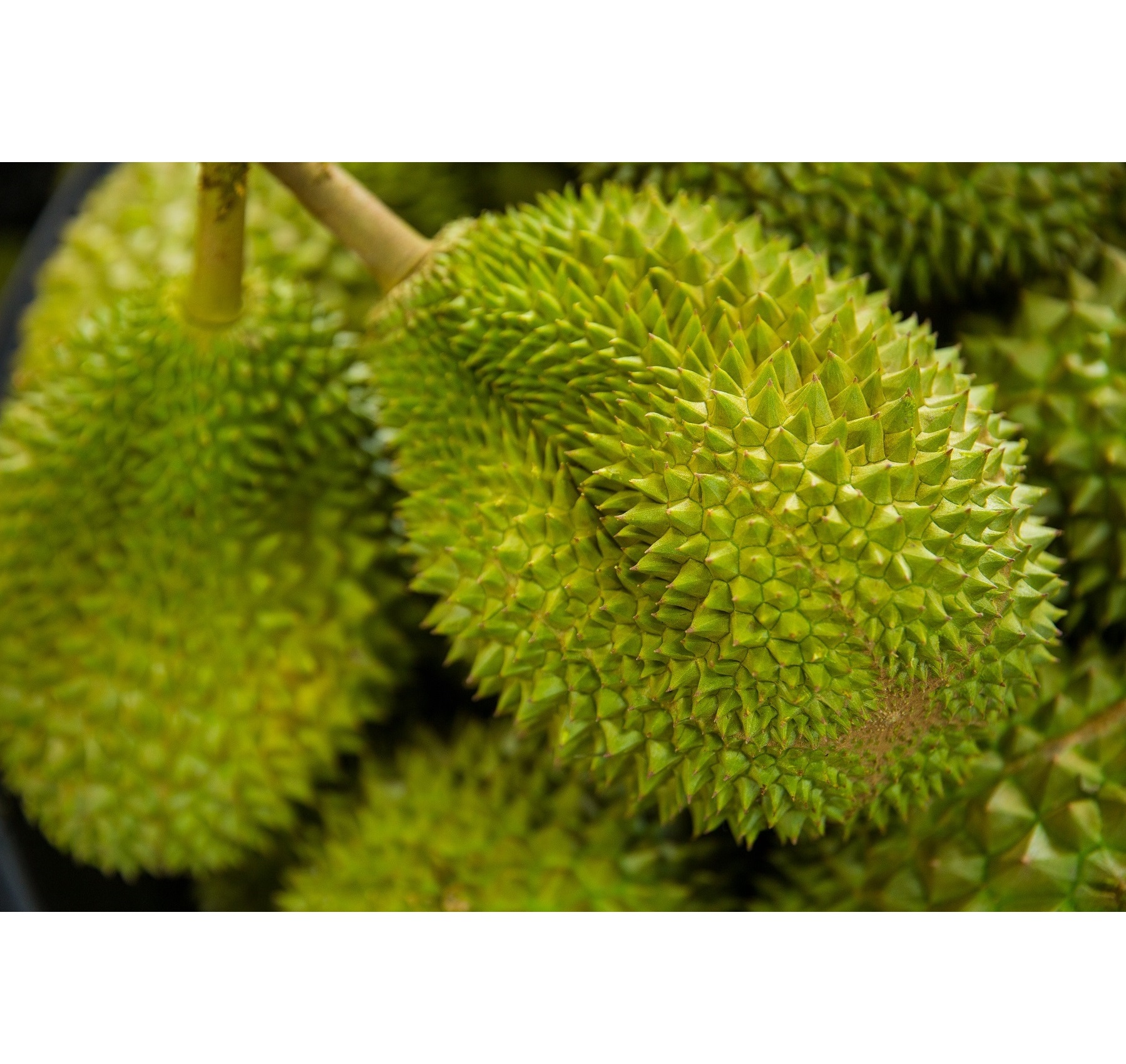 Premium Grade Fresh Durian Musang King AA D197 from Malaysia Top Durian Fruit Supplier