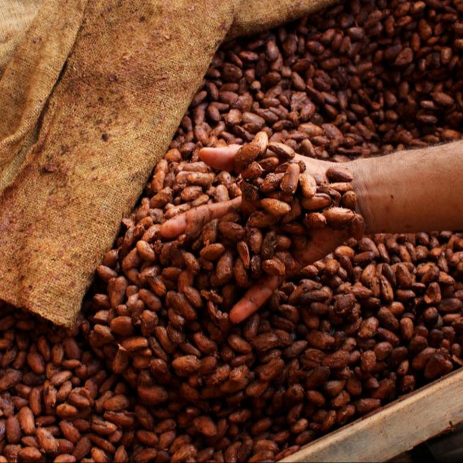 Good quality Dried Grade A Cocoa/ Cacao/ Chocolate bean