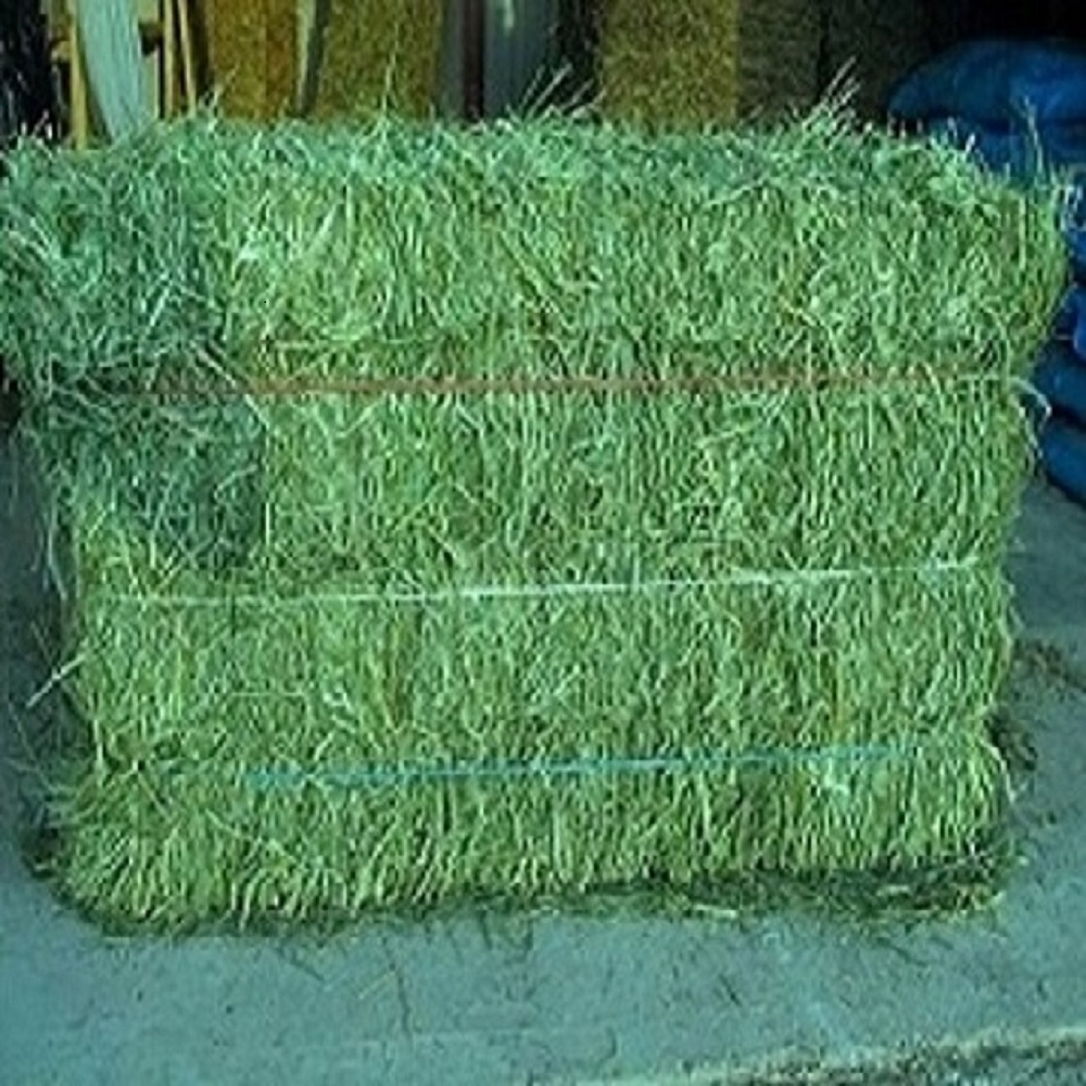 Fresh Alfalfa Hay/Alfalfa Hay In Ukraine /Alfalfa Hay Bales from Thailand