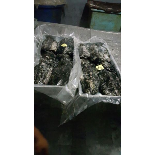 Frozen Cuttlefish Whole Round For Selling