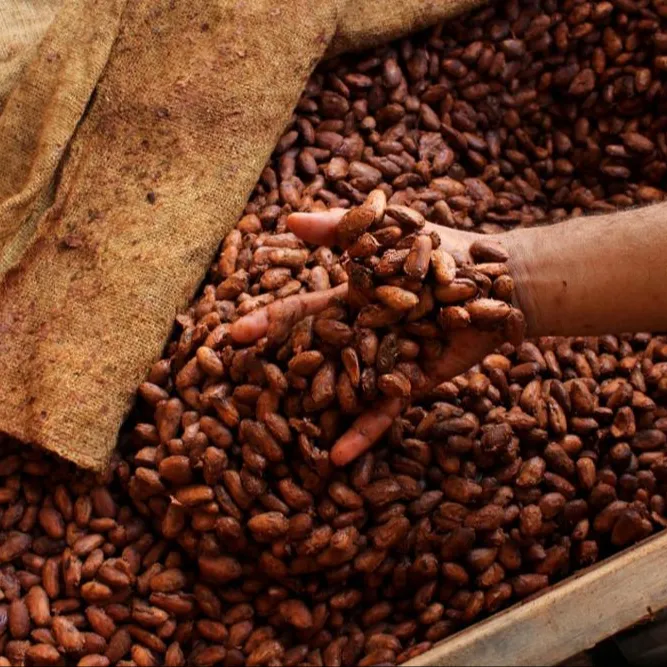 Organic Raw Cacao Beans Export to EU USA UAE Etc High Quality Cacao Powder Making Chocolate at Cheap Price Cocoa Beans Top Dark