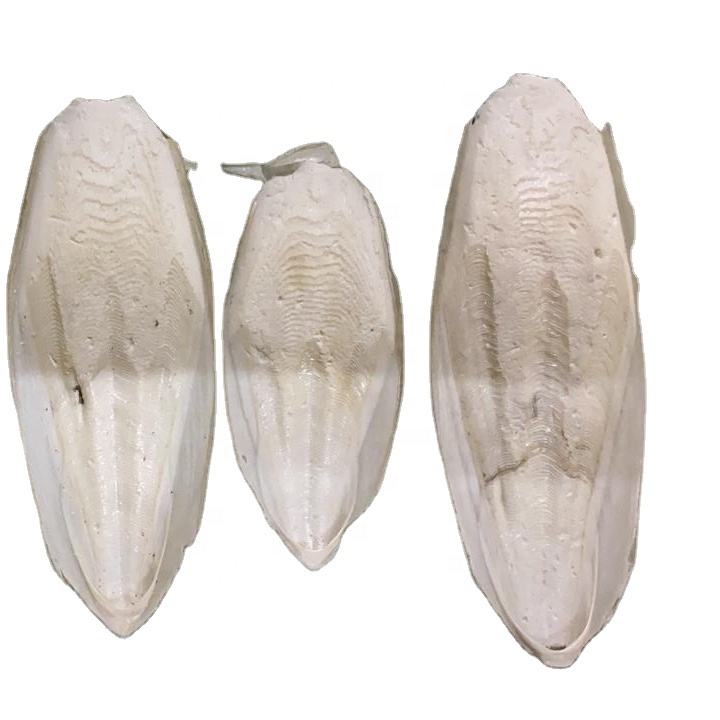 DRIED CUTTLEFISH BONE