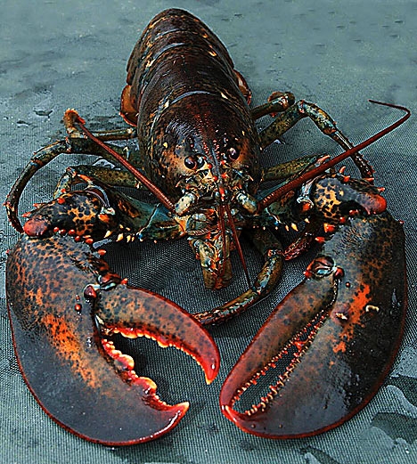 Live Lobster, Spiny Lobster, Frozen Lobster