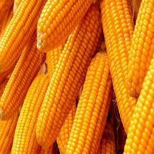 Corn for Sale - Animal feed Low Price