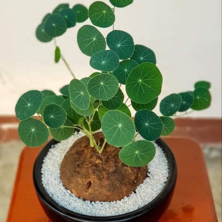 Стефания Erecta craib