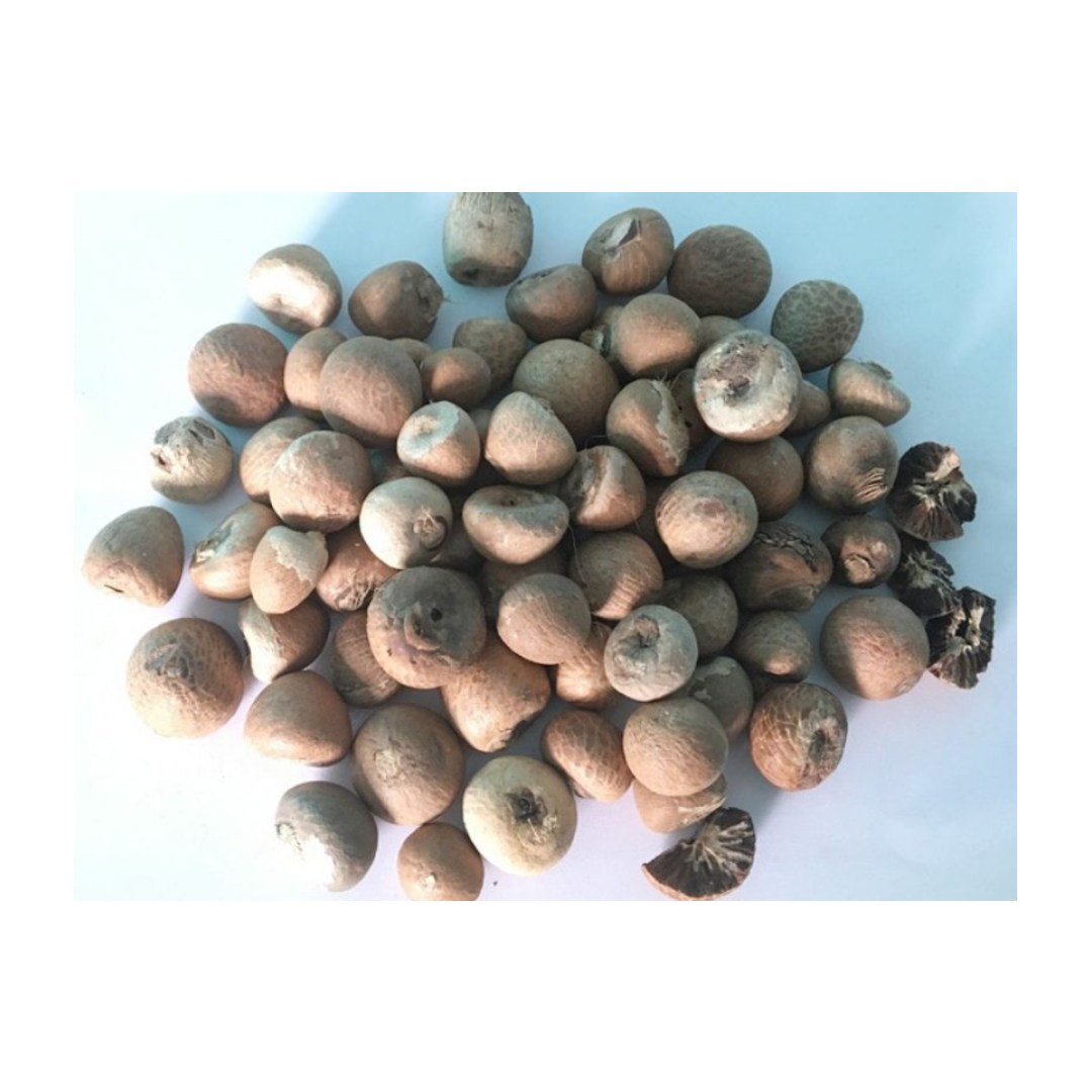 Вьетнамская Заводская оптовая продажа сушеных орехов Betel areca Nut