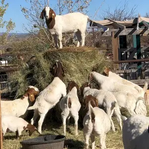 Pregnant Boer Goats For Sale , Live goat weighing scale Boer goats .