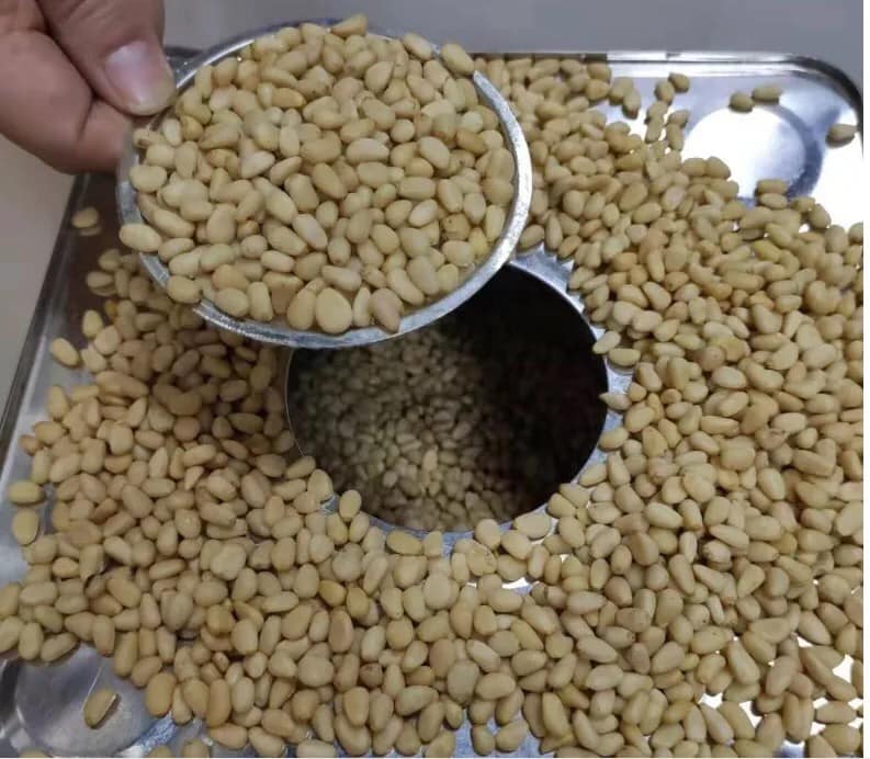 Buy Top Shelf New Pine Nuts at competitive Prices From top Ranking Bulk Suppliers