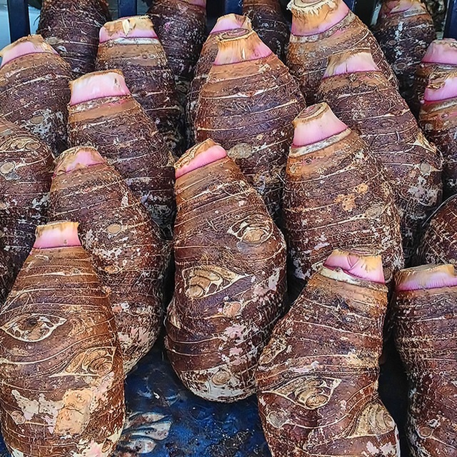 Fresh Quality Taro EDDO, Coco yams, cocoyams, potato, sweet potatoes