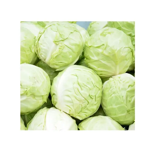 High quality round fresh cabbage / cabbage powder with HACCP global GAP Certificate - Vietnam red cabbage / green cabbage