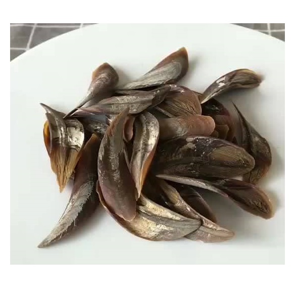 Quality Murex and Shell Operculum