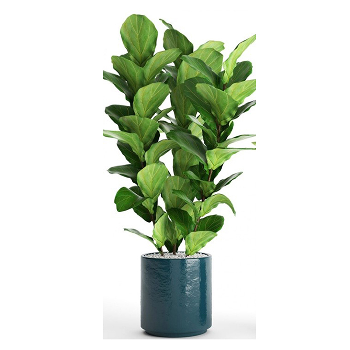 Natural Ficus Lyrata Tree From Thailand