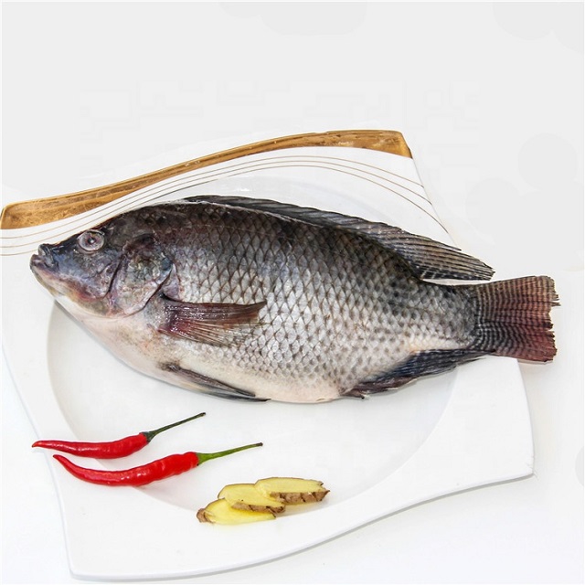 Professional technical support (Oreochromis niloticus) frozen tilapia